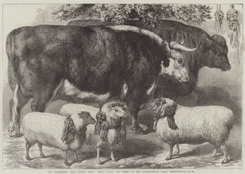 Die Smithfield Club Viehschau, Preisgekrönte Rinder und Schafe in der Agricultural Hall, Islington